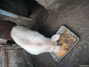 vânzări animale  - imagine 5