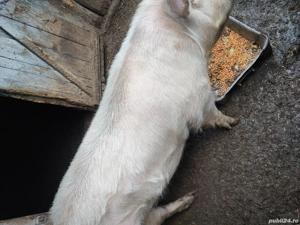 vânzări animale  - imagine 4