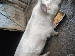 vânzări animale  - imagine 2