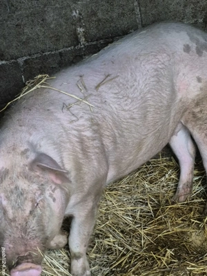 De vânzare  - imagine 5