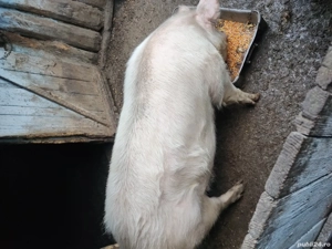 vânzări animale  - imagine 3