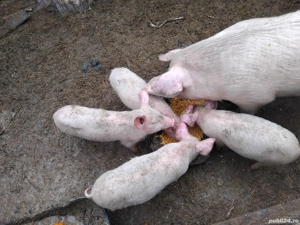 Vand purcei landrace! 