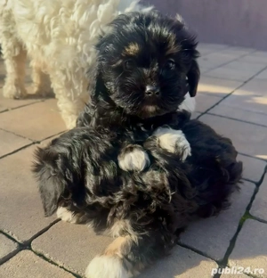 Vând puiuț de Bichon Maltez