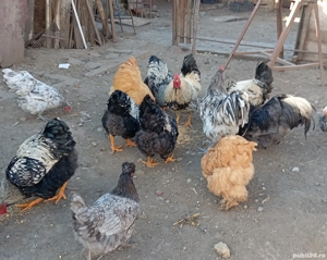 Cocosi de rasa - imagine 3