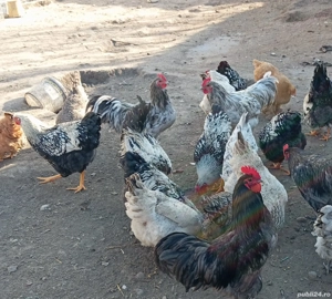 Cocosi de rasa - imagine 2