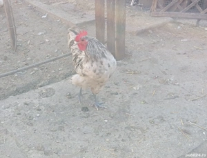 Cocosi de rasa - imagine 4