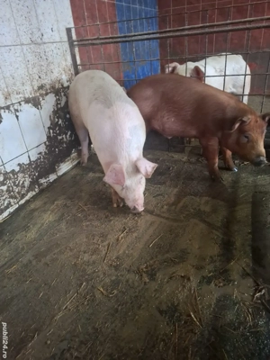 Vând porci - imagine 2