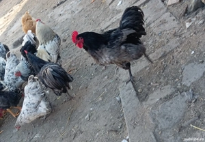 Cocosi de rasa - imagine 5