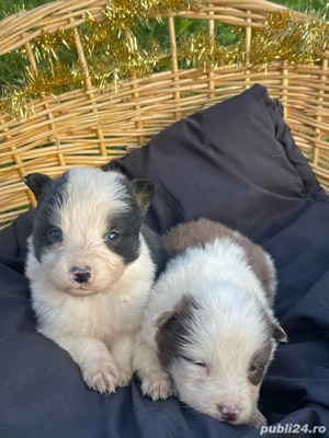 Border Collie de vanzare - imagine 5