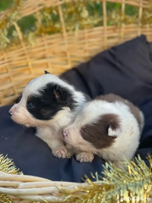 Border Collie de vanzare - imagine 3