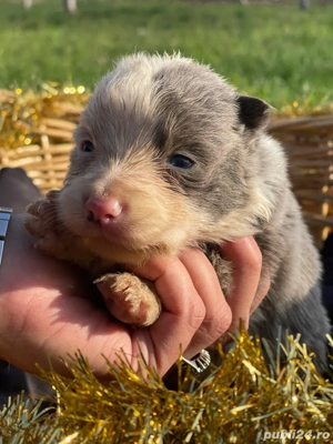 Border Collie de vanzare - imagine 4