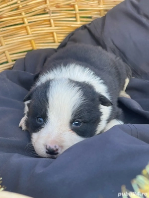 Border Collie de vanzare