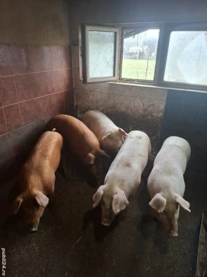 Vând porci - imagine 3