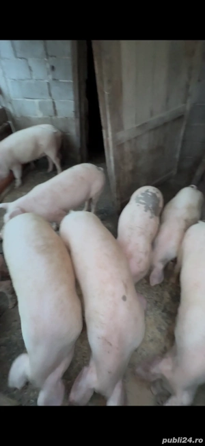 Porci de vanzare  - imagine 2
