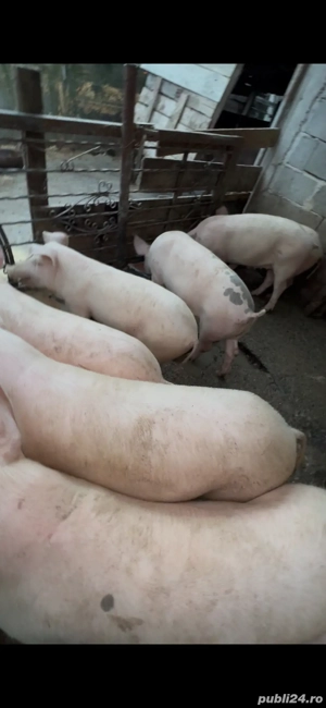 Porci de vanzare  - imagine 3