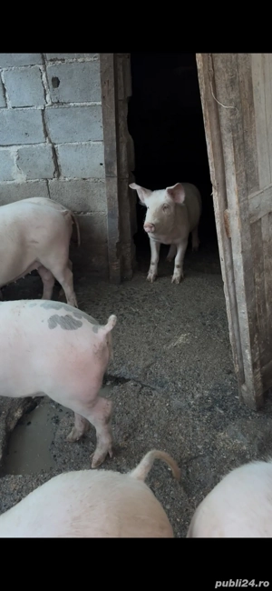 Porci de vanzare  - imagine 4