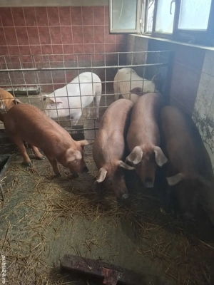 Vând porci - imagine 4