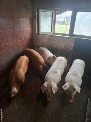 Vând porci - imagine 5