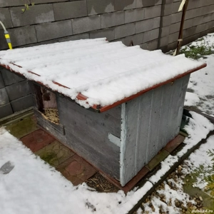 Vand cusca caine talie mare - imagine 2