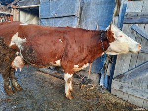 Vacă bălțată românească de vânzare  - imagine 4