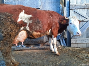 Vacă bălțată românească de vânzare  - imagine 5