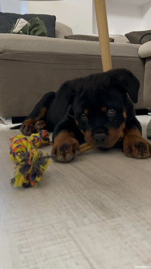 Pui de rottweiler cu pedigree  - imagine 2