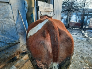 Vacă bălțată românească de vânzare  - imagine 3