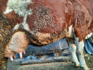 Vacă bălțată românească de vânzare  - imagine 2