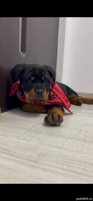 Pui de rottweiler cu pedigree  - imagine 3