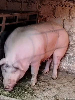 Vand porc           - imagine 2