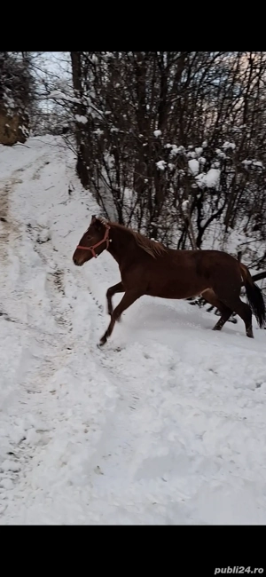 Mânză de vânzare - imagine 2