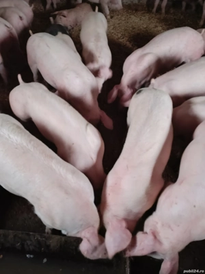 purcei de vânzare  - imagine 2