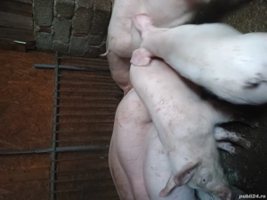 De vânzare grăsuni de la 30 la 60 kg