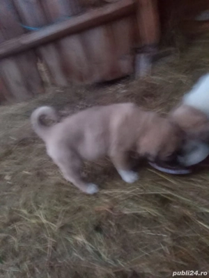 Vând căței ciobănești  - imagine 3