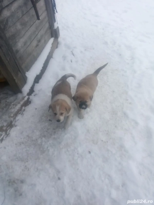 Vând căței ciobănești 