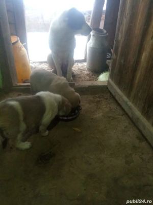 Vând căței ciobănești  - imagine 2