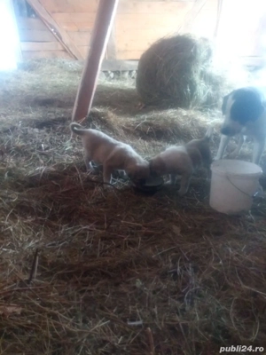 Vând căței ciobănești  - imagine 5