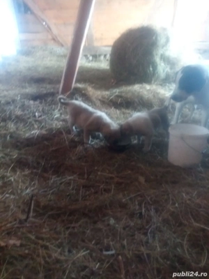 Vând căței ciobănești  - imagine 4