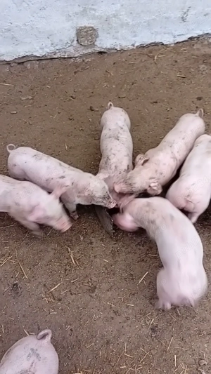 Purcei rasa Landrace ,700 lei - imagine 2