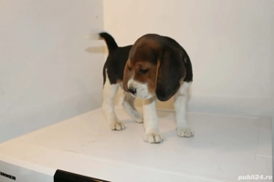 Catelusa Beagle 