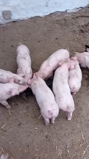 Purcei rasa Landrace ,700 lei - imagine 3