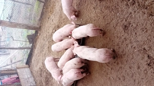 Purcei rasa Landrace ,700 lei - imagine 4