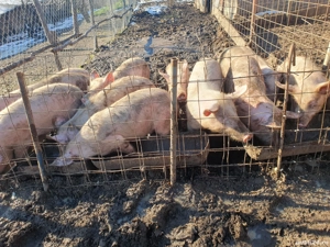 porci de vânzare și purceii  - imagine 5