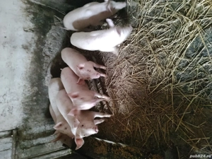 Vând porci 40 de kilograme