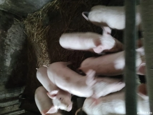 Vând porci 40 de kilograme - imagine 2