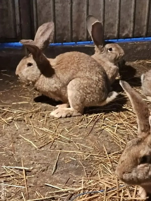 urias gri german - imagine 2