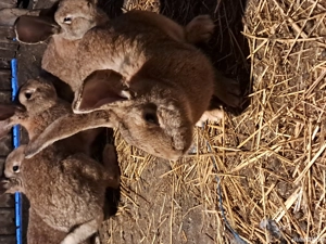 urias gri german - imagine 5