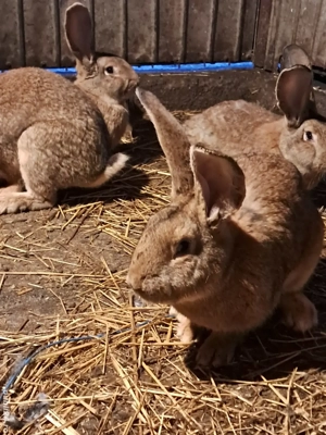 urias gri german - imagine 4