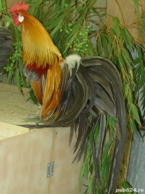 Cocosi Phoenix  - imagine 3