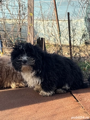 Caței bichon  - imagine 2
